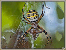 Arachnides
